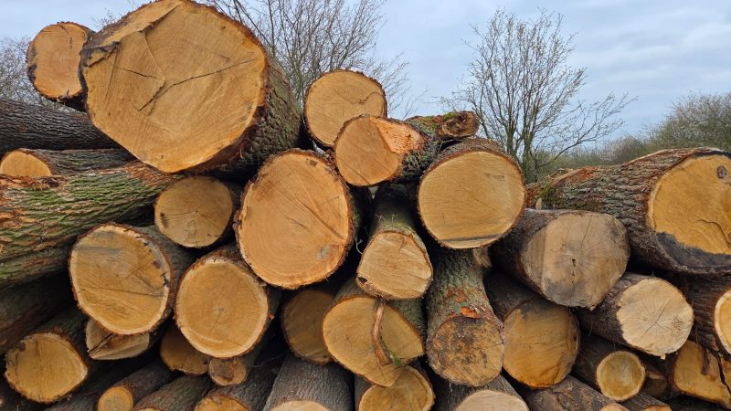 ROUND OAK WOOD WITH BARK