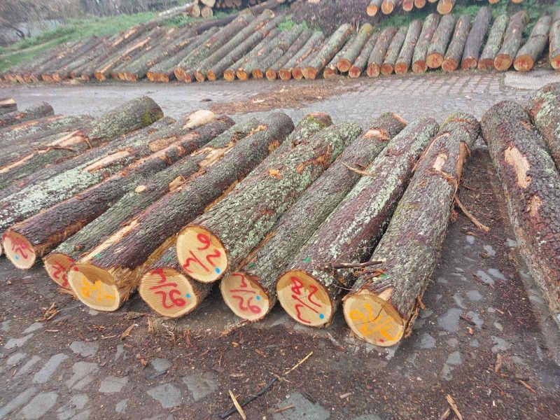 ROUND OAK WOOD WITH BARK