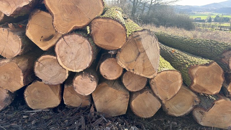 ROUND OAK WOOD WITH BARK