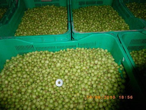 GOOSEBERRY FOR SALE