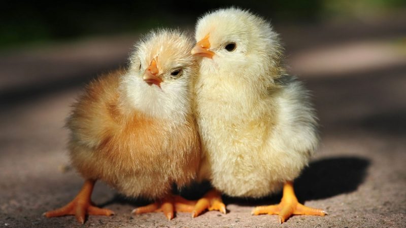 POULTRY - BROILERS