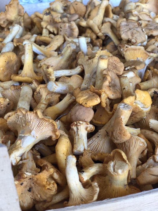 image CHANTERELLE MUSHROOMS LESZEK-PRZYGODZKI-FIRMA-HANDLOWA-EXPORT-IMPORT CHANTERELLE MUSHROOMS SALE
