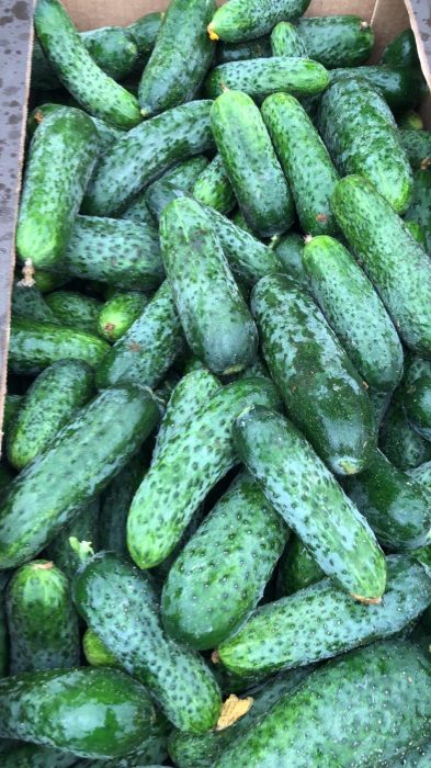 image VEGETABLES - FIELD CUCUMBER LESZEK-PRZYGODZKI-FIRMA-HANDLOWA-EXPORT-IMPORT VEGETABLES - FIELD CUCUMBER SALE