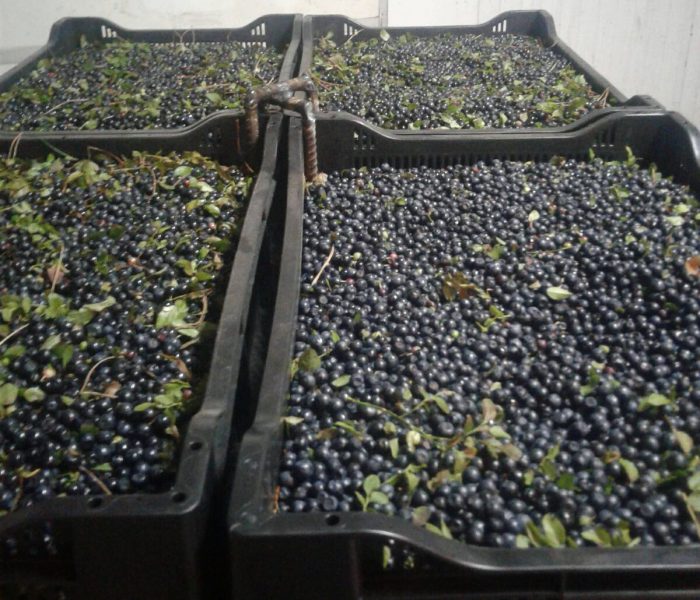 image BERRIES SALE LESZEK-PRZYGODZKI-FIRMA-HANDLOWA-EXPORT-IMPORT BERRIES SALE