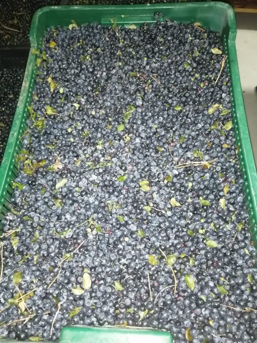 image FROZEN BLACKBERRIES LESZEK-PRZYGODZKI-FIRMA-HANDLOWA-EXPORT-IMPORT FROZEN BLACKBERRIES SALE