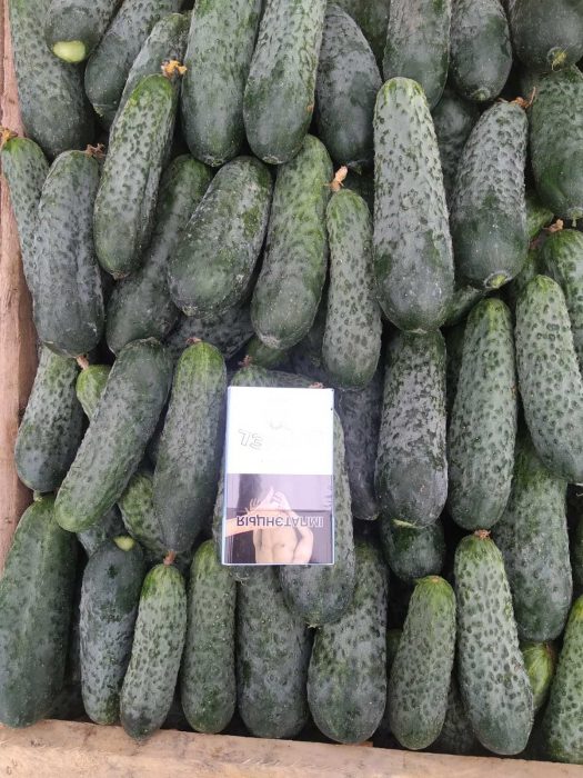 image VEGETABLES - FIELD CUCUMBER LESZEK-PRZYGODZKI-FIRMA-HANDLOWA-EXPORT-IMPORT VEGETABLES - FIELD CUCUMBER