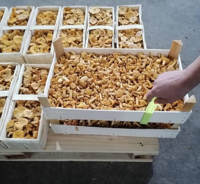 image CHANTERELLE MUSHROOMS LESZEK-PRZYGODZKI-FIRMA-HANDLOWA-EXPORT-IMPORT CHANTERELLE MUSHROOMS