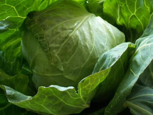 VEGETABLES - CABBAGE