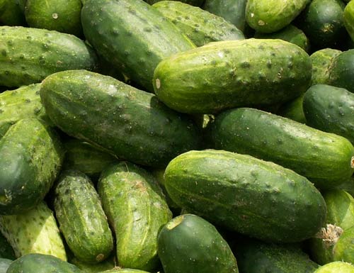 VEGETABLES - FIELD CUCUMBER