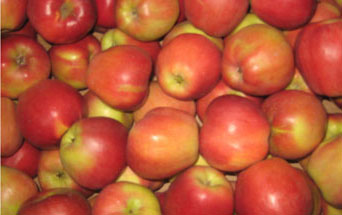 FRUIT - GLOSTER APPLES