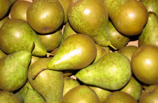 FRUIT - CONFERENCE PEARS