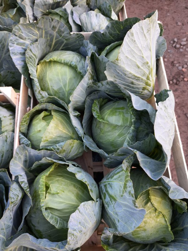 VEGETABLES - YOUNG WHITE CABBAGE