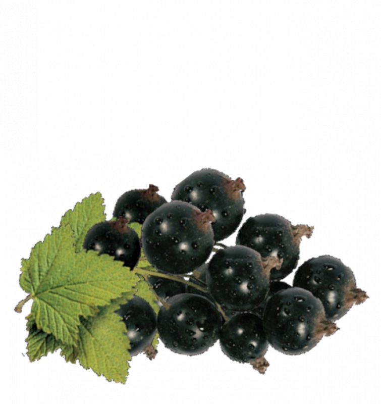 BLACK CURRANT CONCENTRATE