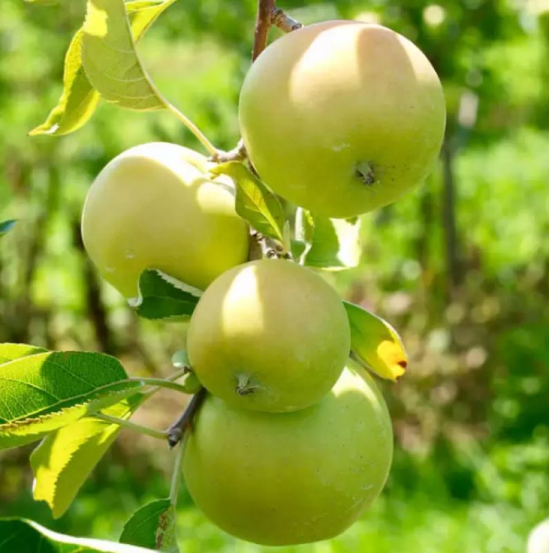 FRUIT TREES - APPLE TREES 