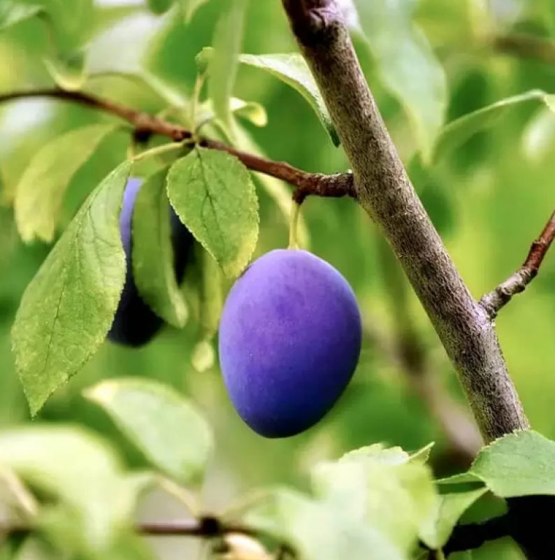 FRUIT TREES - PLUM TREES 