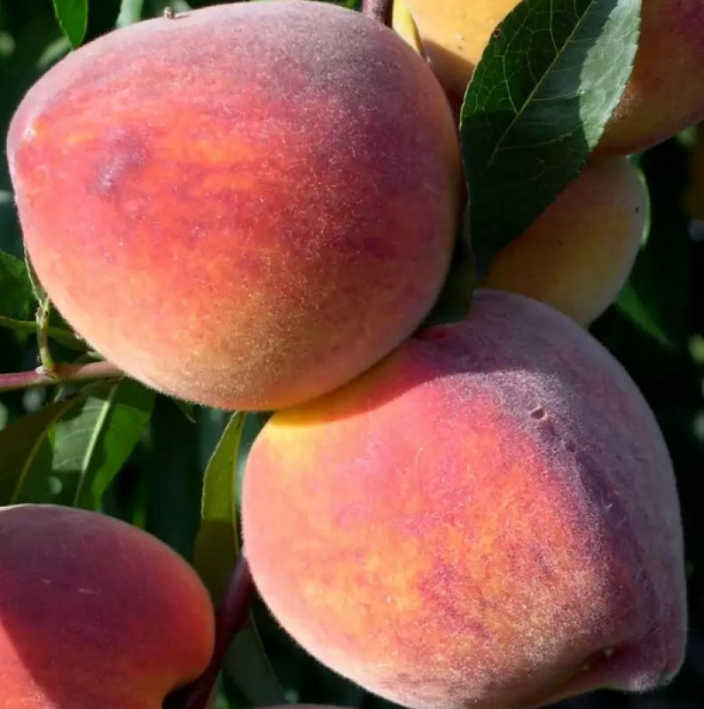 FRUIT TREES - PEACH TREES 