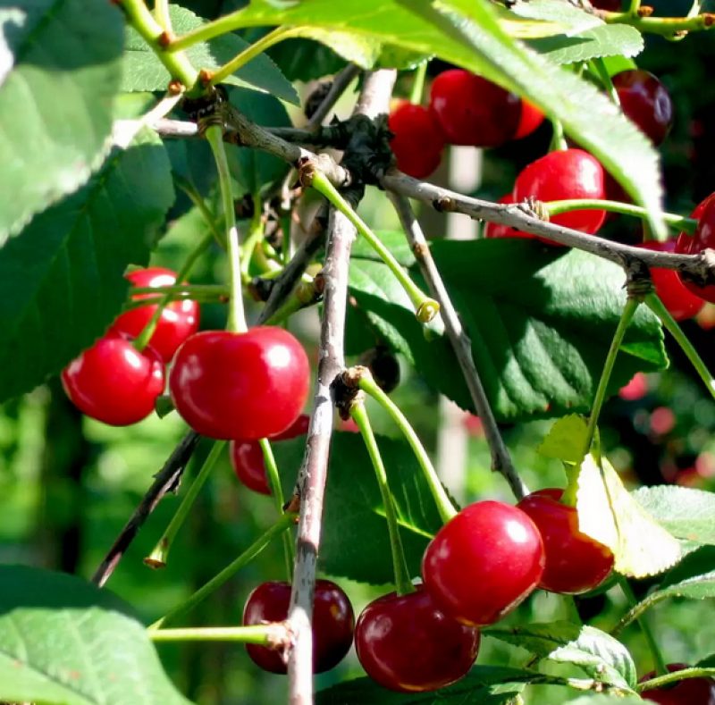 FRUIT TREES - SOUR CHERRY TREES 