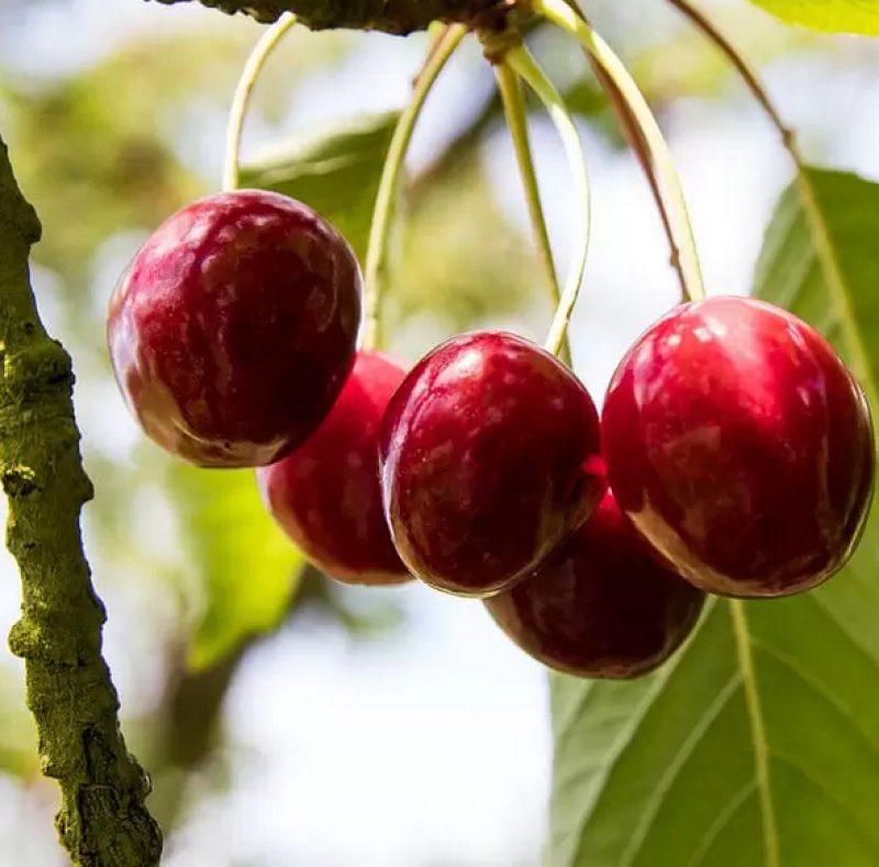 FRUIT TREES 
