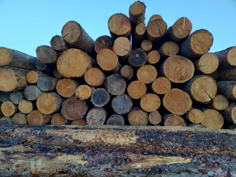 LARCH WOOD ROUND WITH BARK