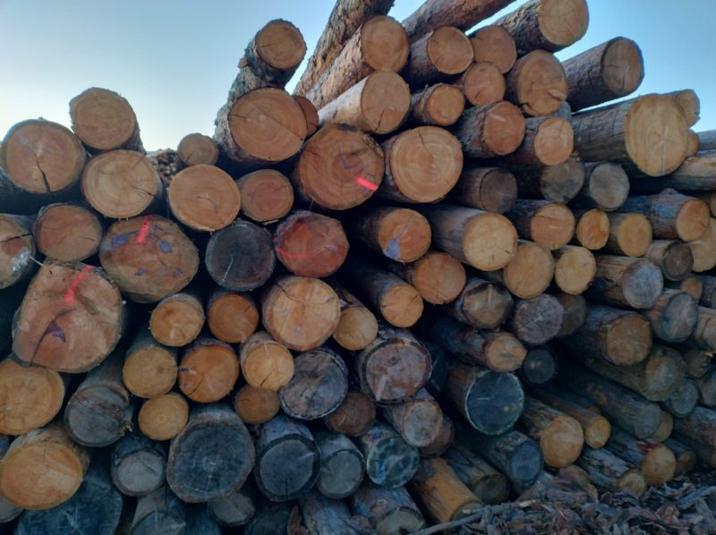 SOFTWOOD LOGS 