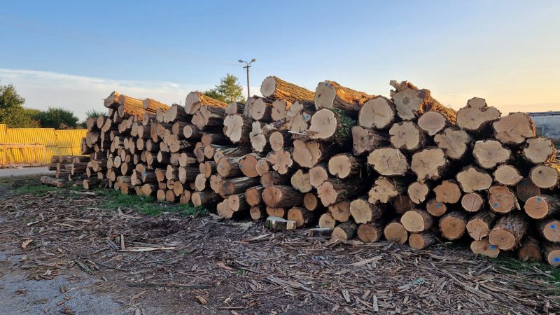 ACACIA LOGS 