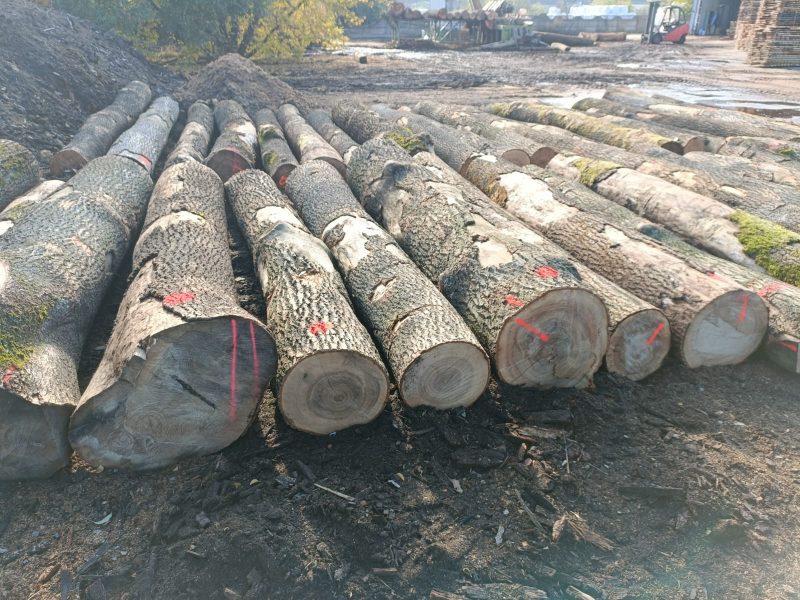 ASH LOGS 
