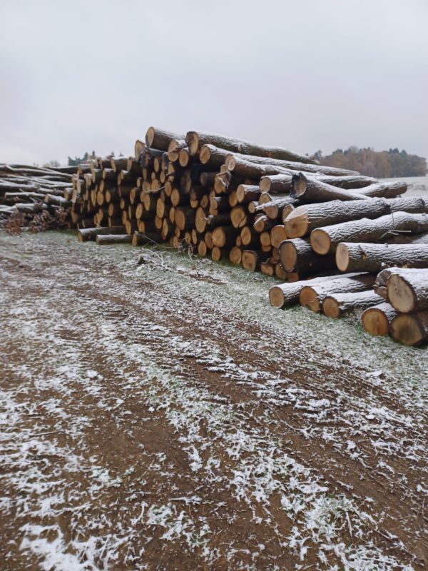 ROUND OAK WOOD WITH BARK