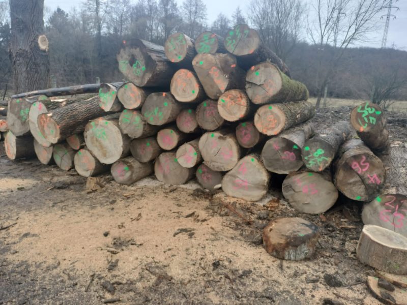 ROUND ASH WOOD WITH BARK