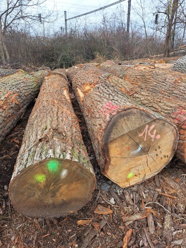 ROUND OAK WOOD WITH BARK