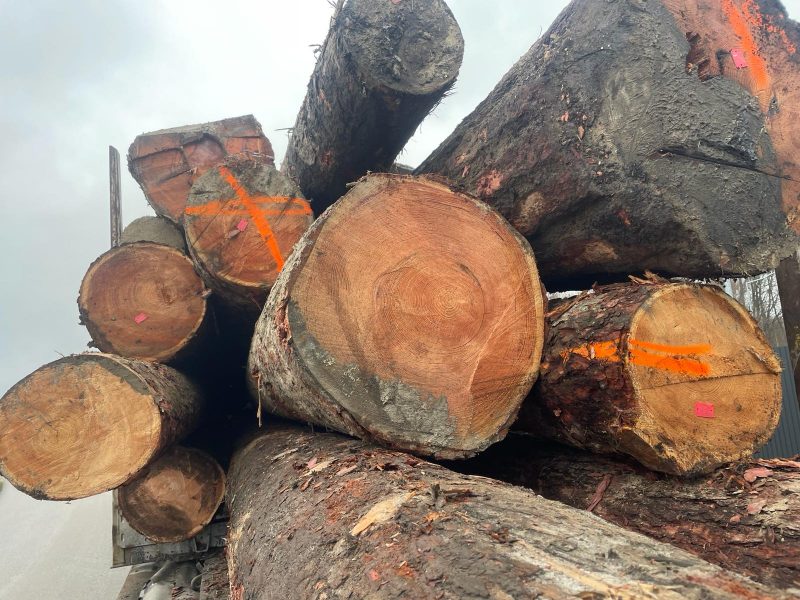 LARCH WOOD ROUND WITH BARK