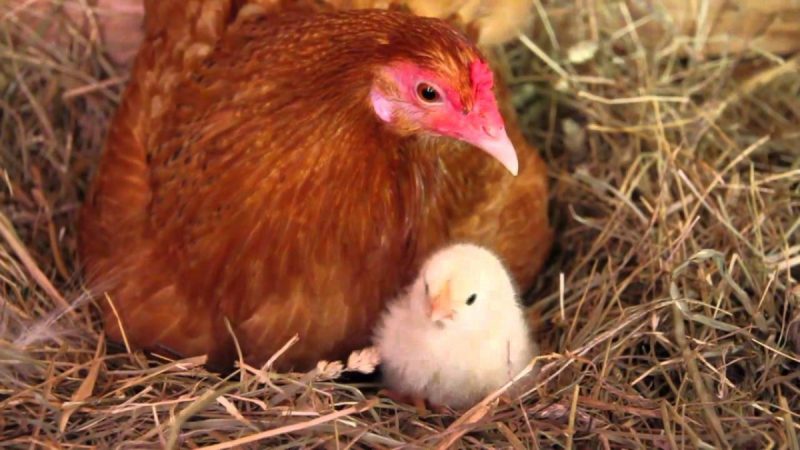 HATCHING CHICKEN EGGS 