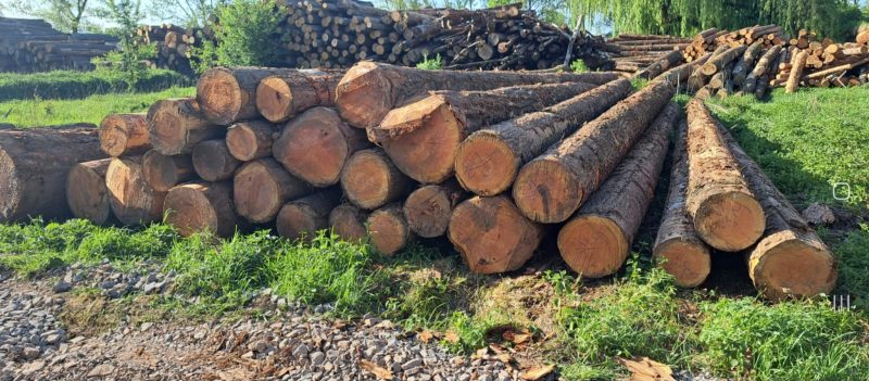 SOFTWOOD LOGS