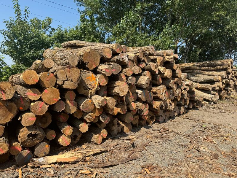 ACACIA LOGS 