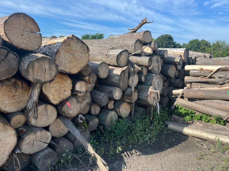 LIME TIMBER ROUND WITH BARK 