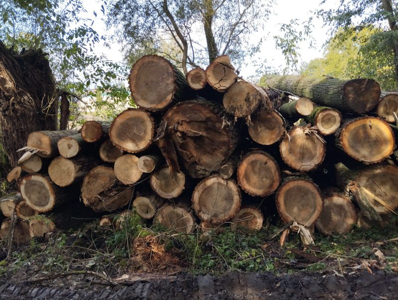 POPLAR LOGS 