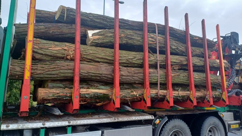 ACACIA LOGS 
