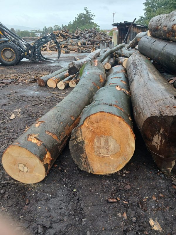 BEECH LOGS 