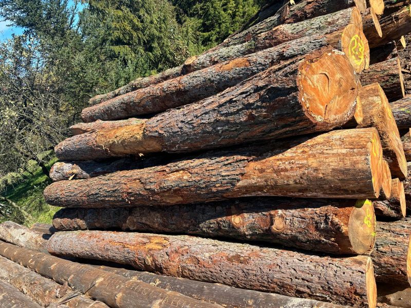 LARCH WOOD ROUND WITH BARK
