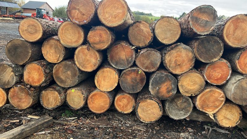LARCH WOOD ROUND WITH BARK 