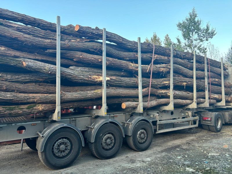 ACACIA LOGS 