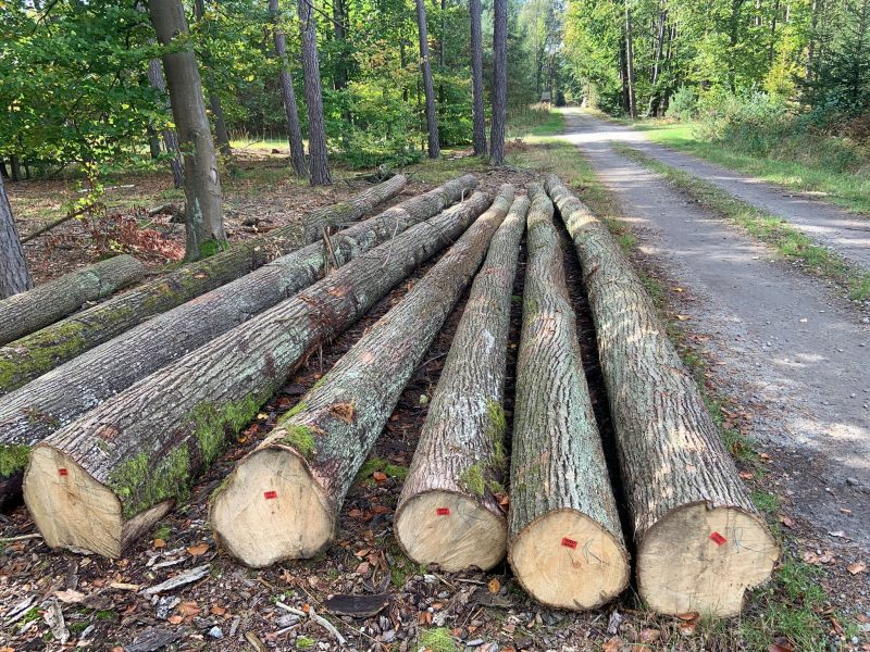 LIME TIMBER ROUND WITH BARK