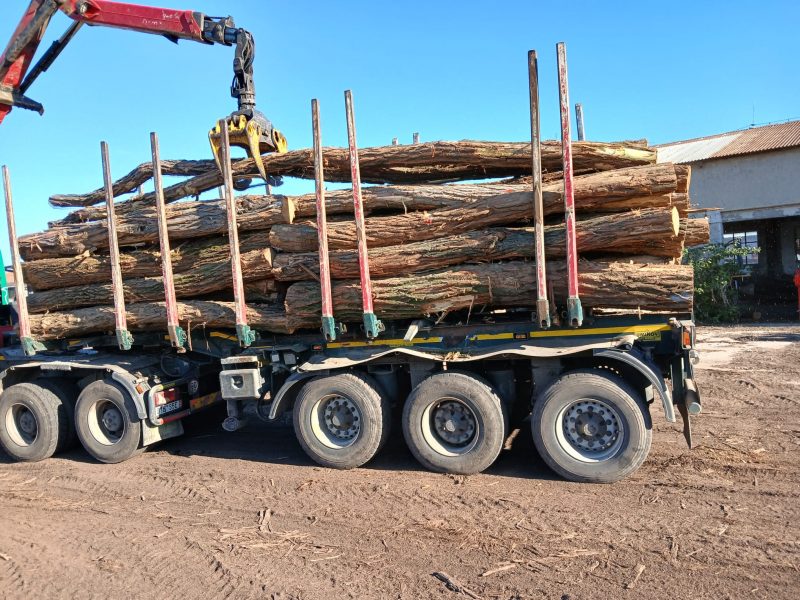 ACACIA LOGS 