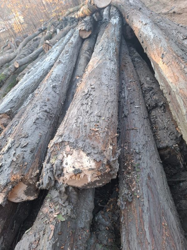 LIME TIMBER ROUND WITH BARK 