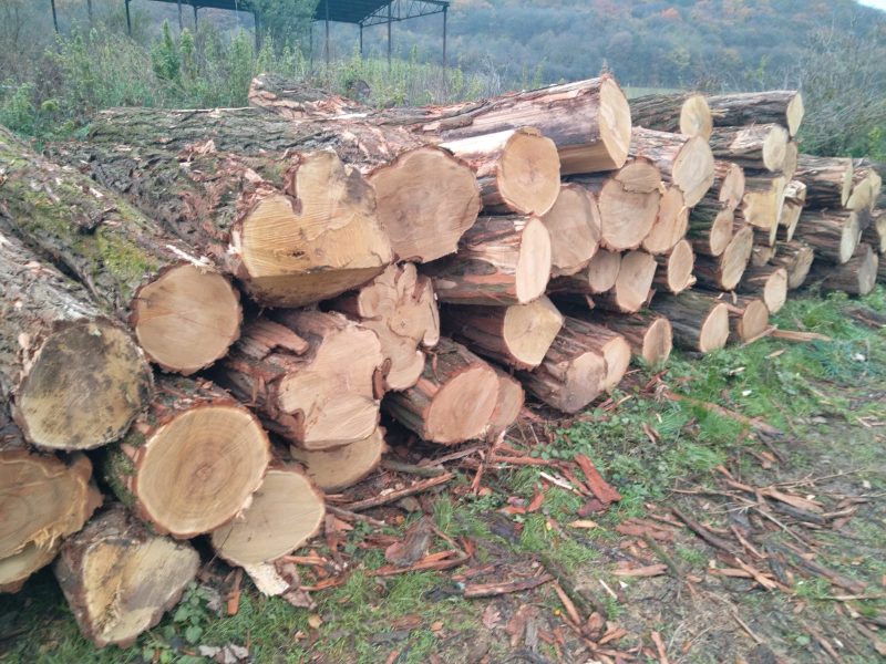 ACACIA LOGS 