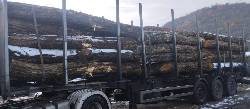 ACACIA LOGS 