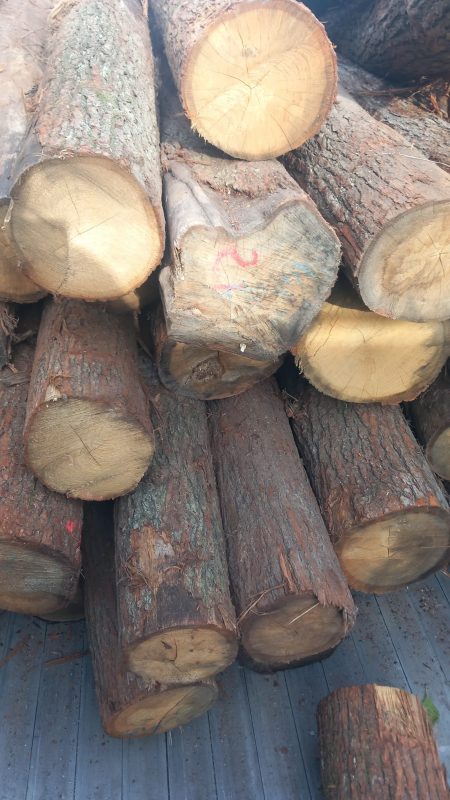 ROUND OAK WOOD WITH BARK