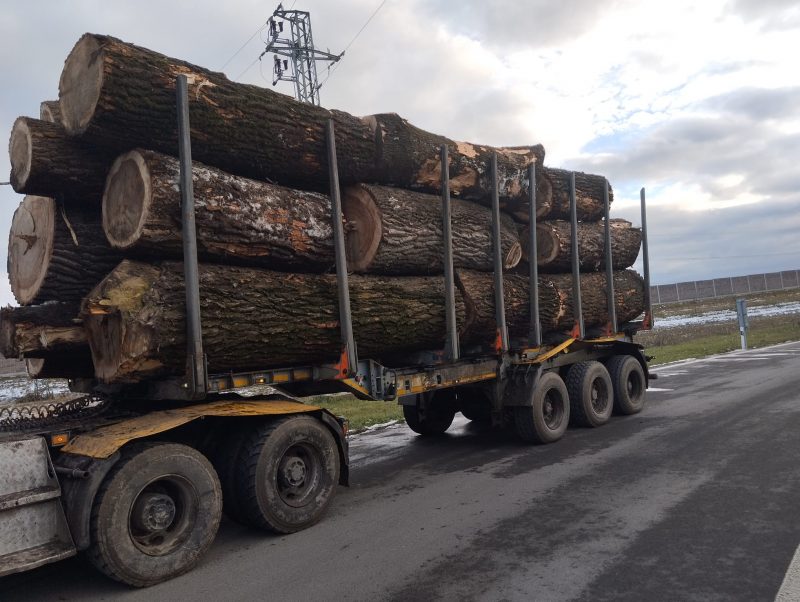 POPLAR LOGS 