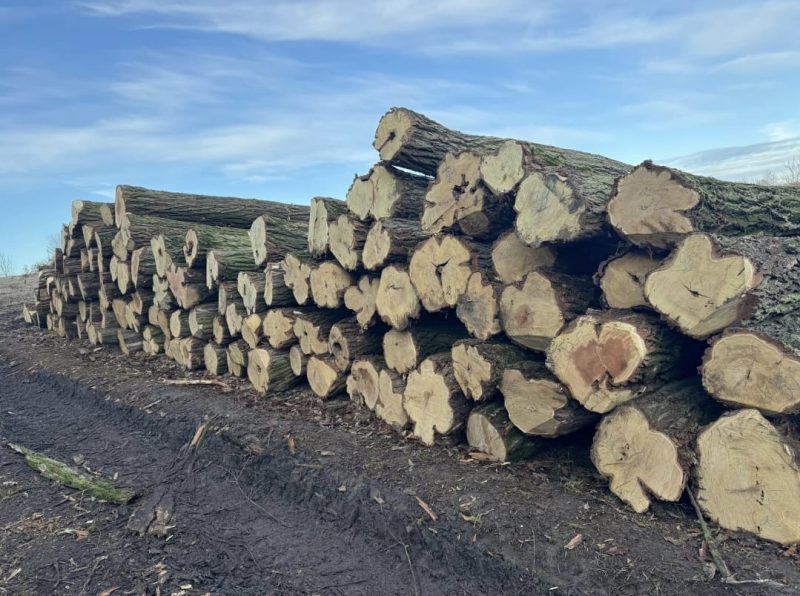 ACACIA LOGS 