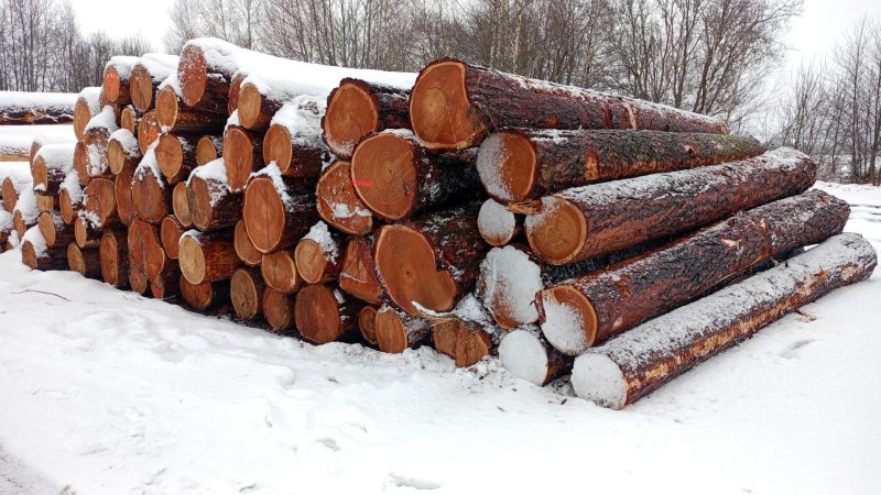 LARCH WOOD ROUND WITH BARK