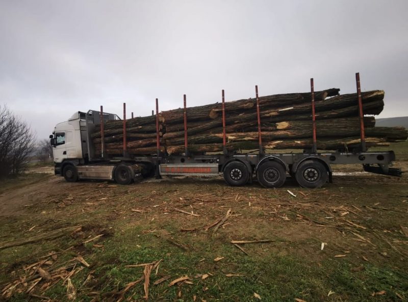 ACACIA LOGS 